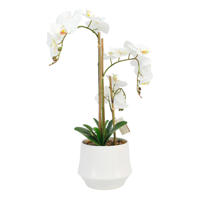 Potted Orchid  55cm | White TL7463