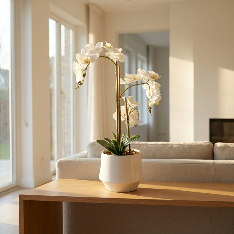 Potted Orchid  55cm | White TL7463