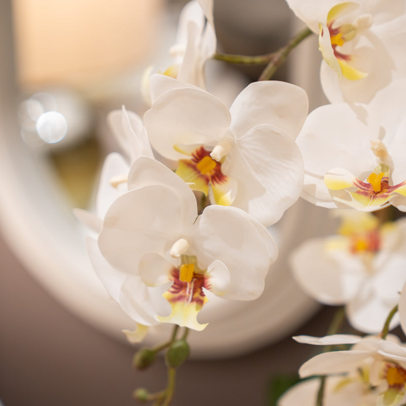 Potted Orchid  55cm | White TL7463