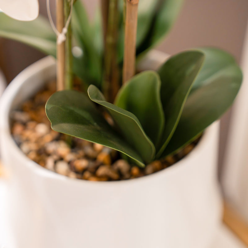 Potted Orchid  55cm | White TL7463