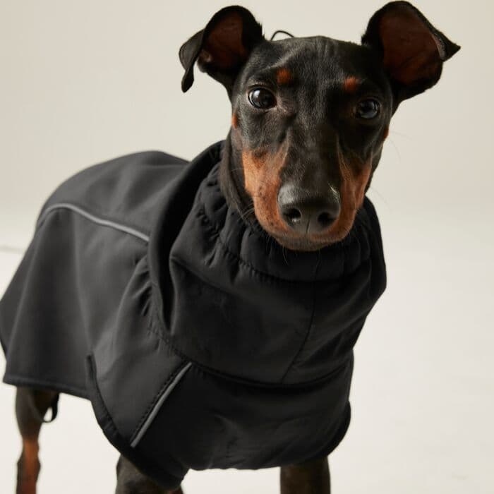 Regatta Softshell Dog Coat | Black RDC016