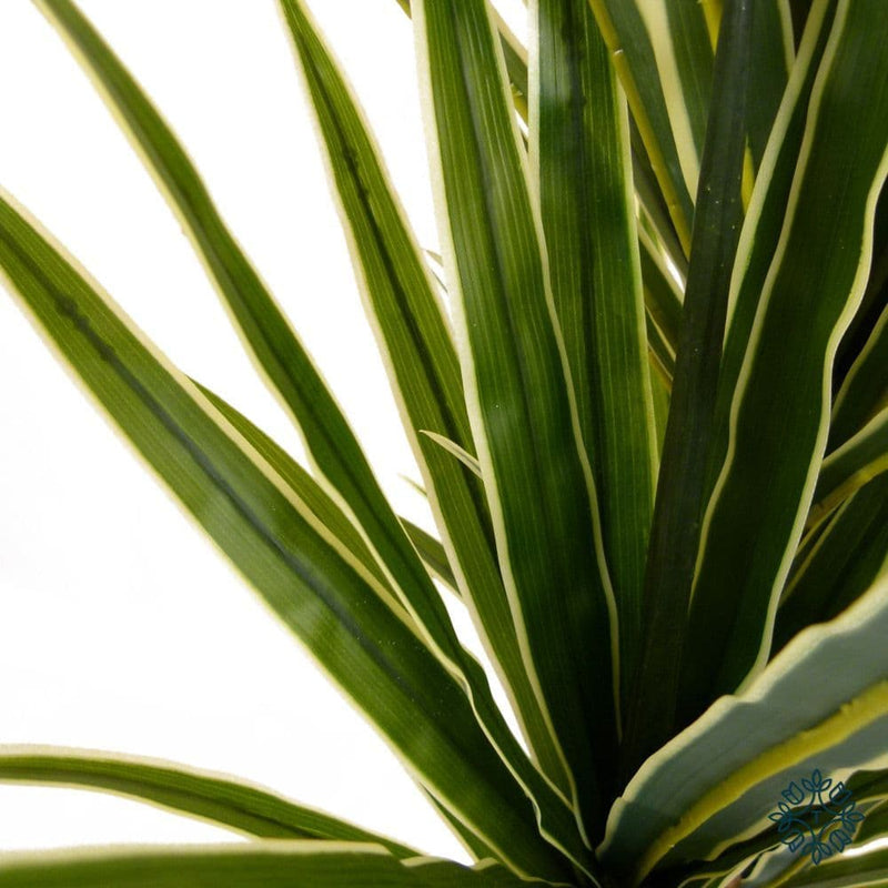 TARA Dracaena 120cm  | Green TL6104