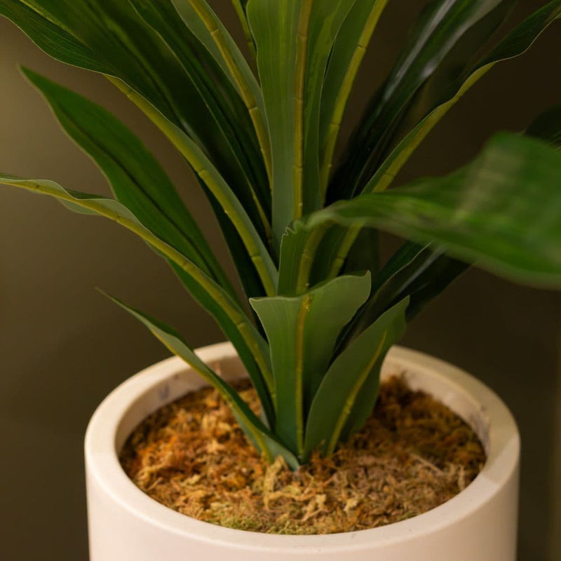 TARA Dracaena with pot | White TL6574