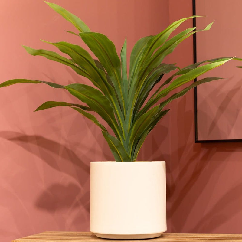 TARA Dracaena with pot | White TL6574