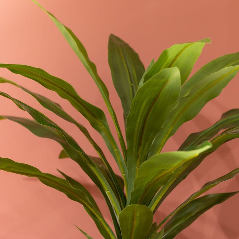 TARA Dracaena with pot | White TL6574