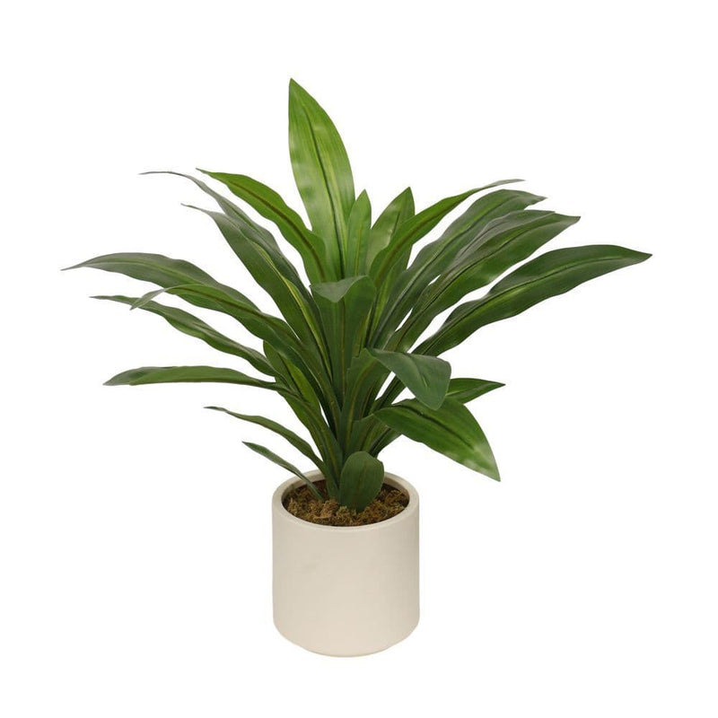 TARA Dracaena with pot | White TL6574