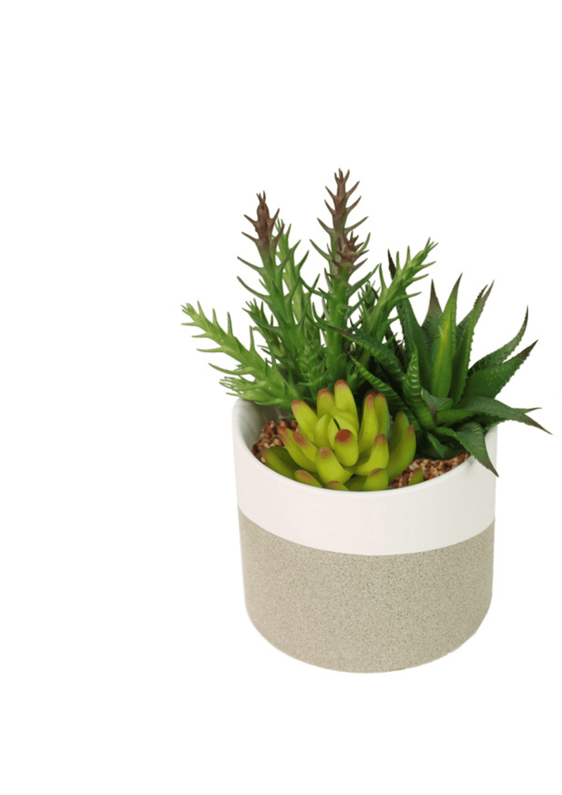 TARA Potted succulent plant | Green TL6578