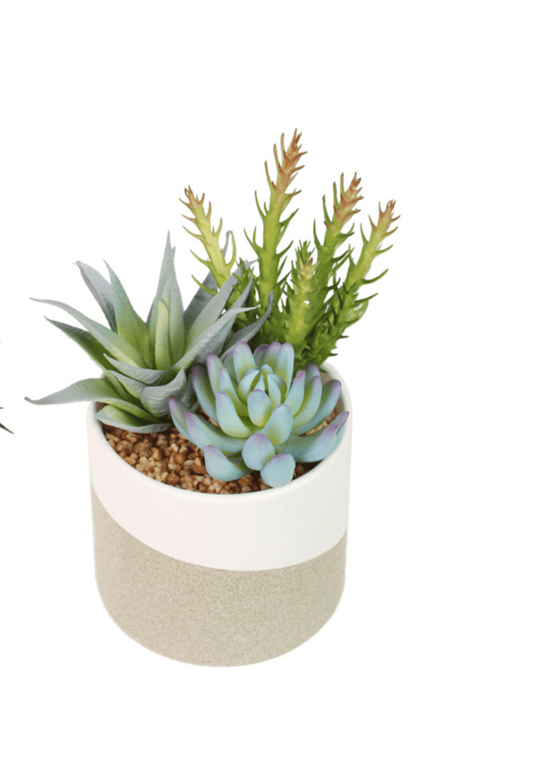 TARA Potted succulent plant | Lime TL6578