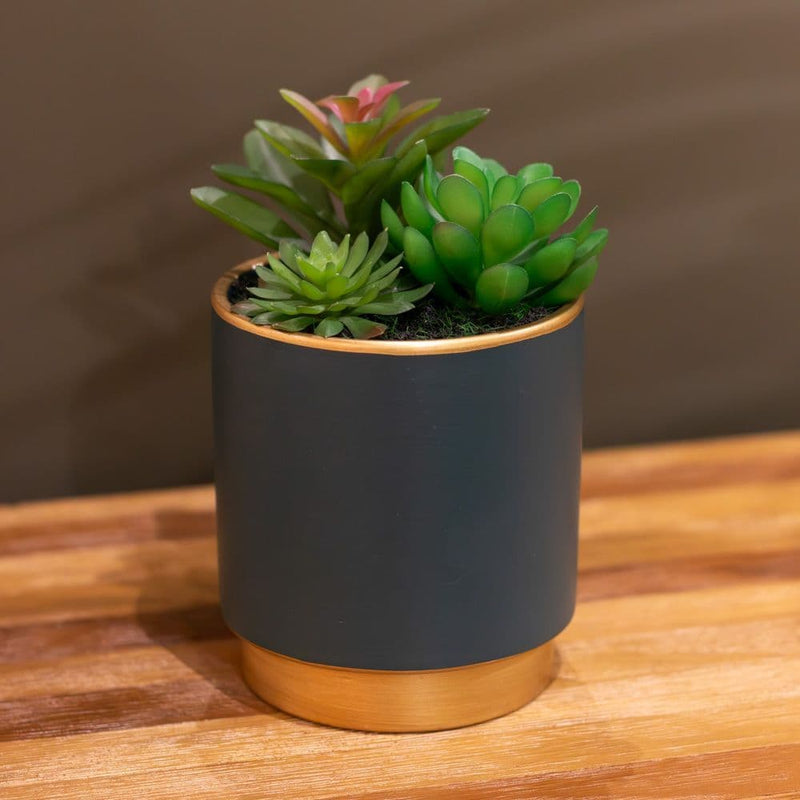 TARA Potted Succulent plant | Pink TL6579