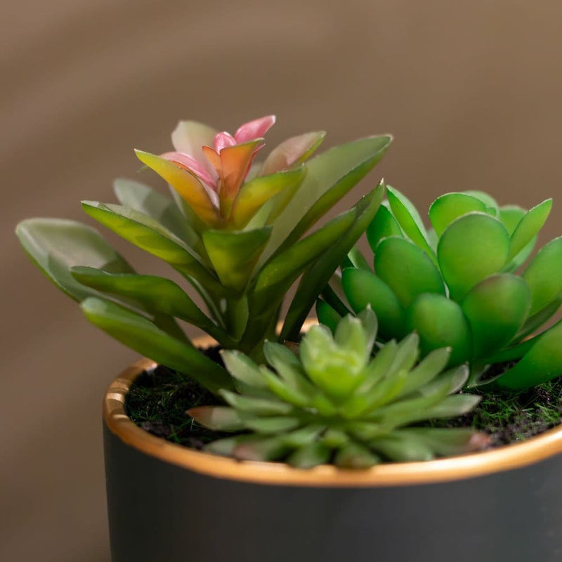 TARA Potted Succulent plant | Pink TL6579