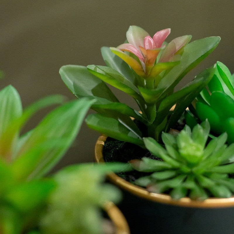 TARA Potted Succulent plant | Pink TL6579