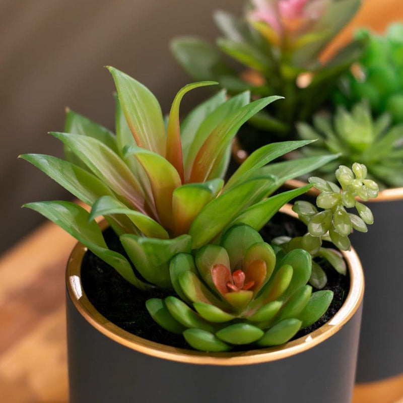 TARA Potted Succulent plant | Teal TL6579